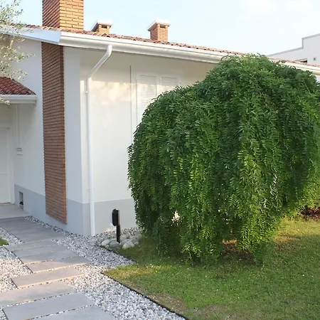 Sophora * Moniga del Garda